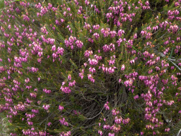 Erica carnea